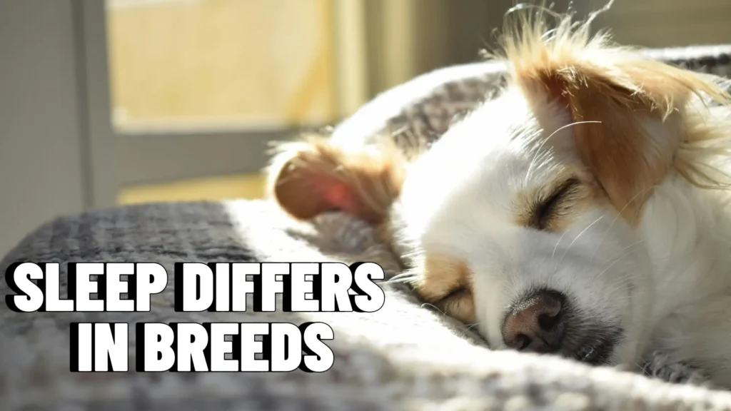 Sleep differs in dog breeds