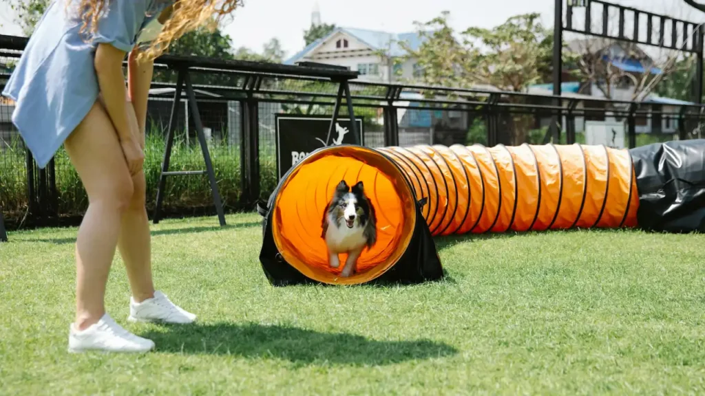 agility training dogs