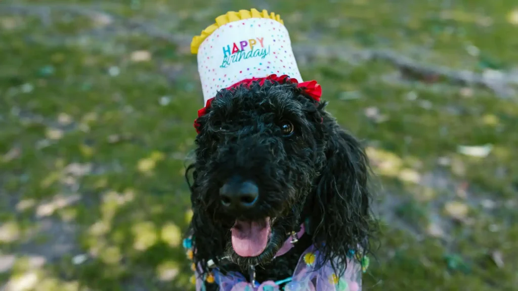 birthday of dogs