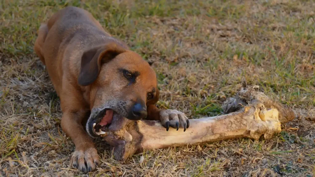raw bones for dogs