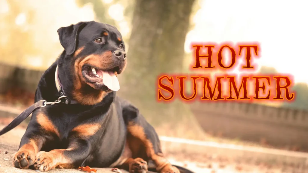 cooling dog in summer