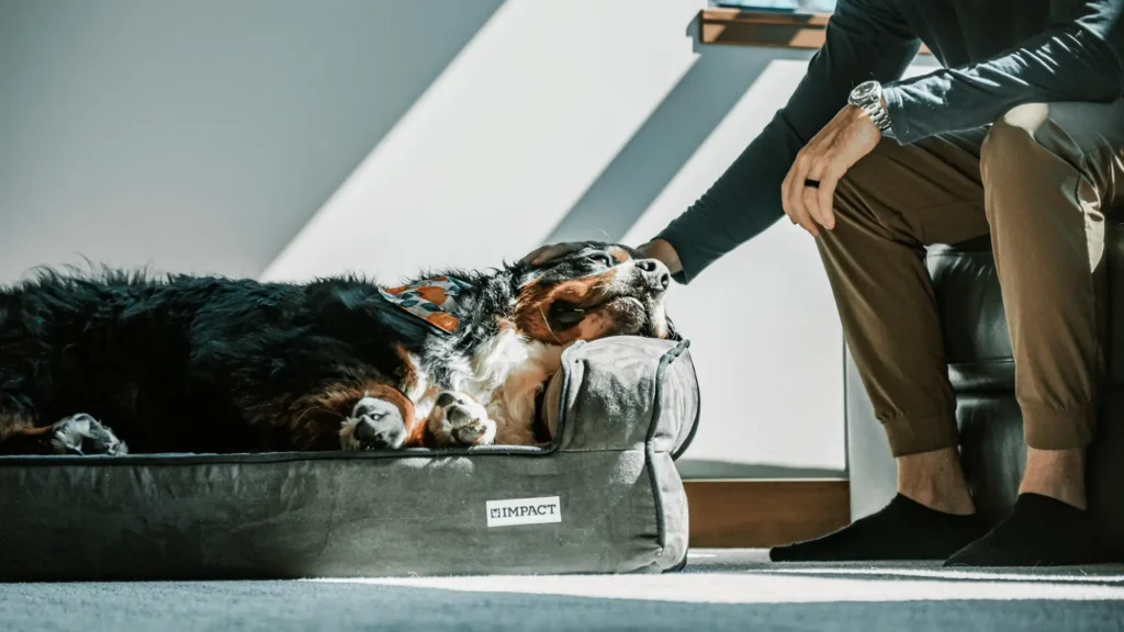 cozy dog beds