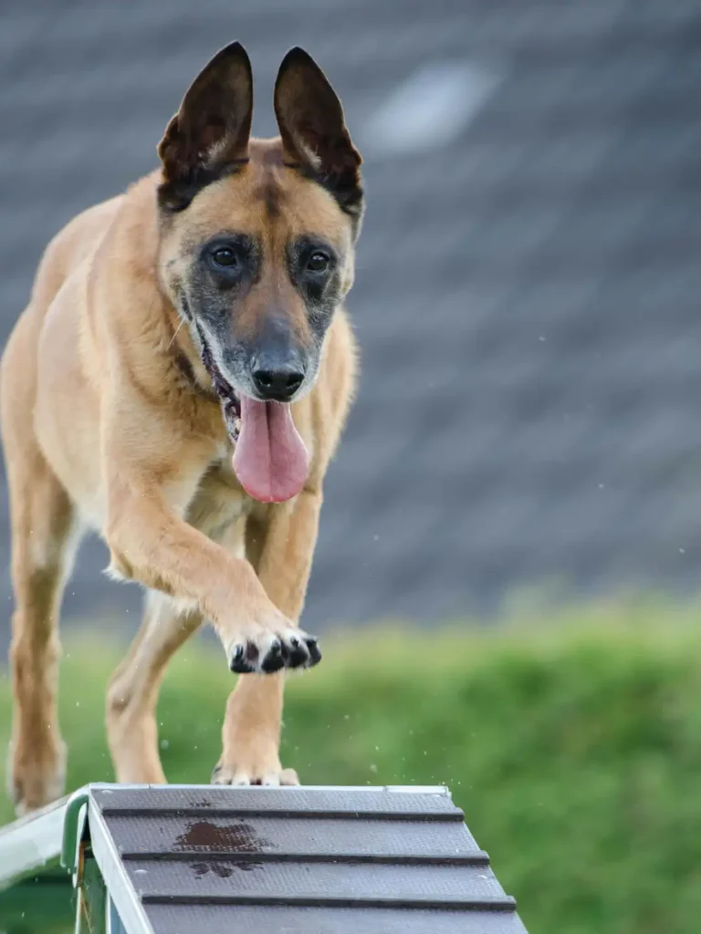 dog agility training