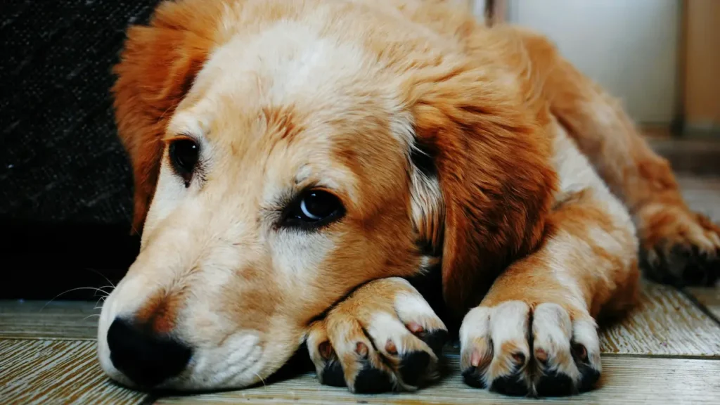 dog allergies
