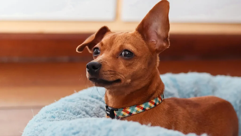 dog beds small breed