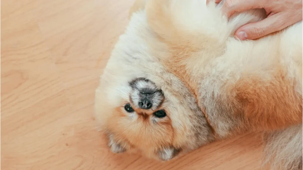 dog belly rub