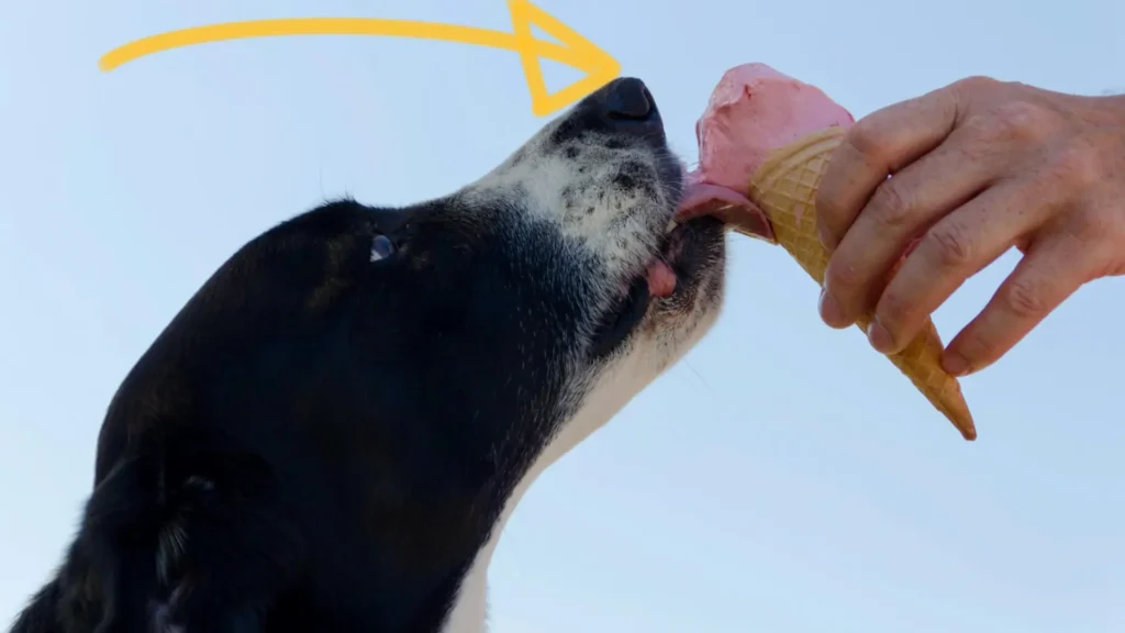 dog eating ice-cream