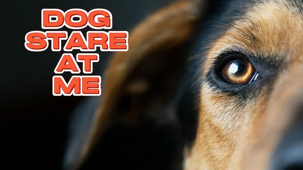 dog eye contact