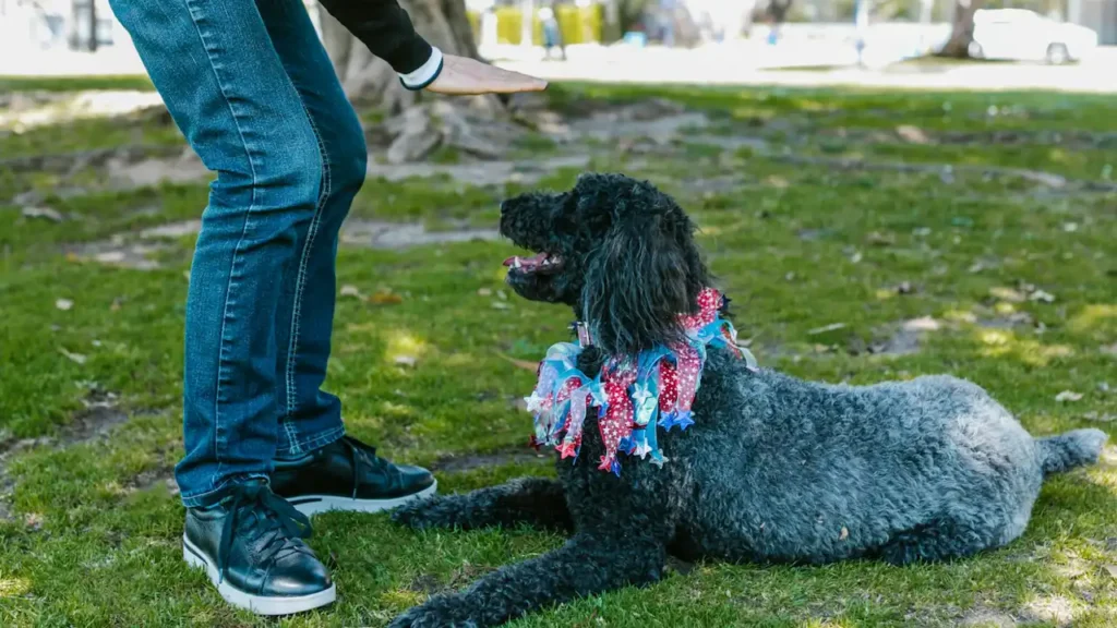 How to Teach Your Dog to Stay