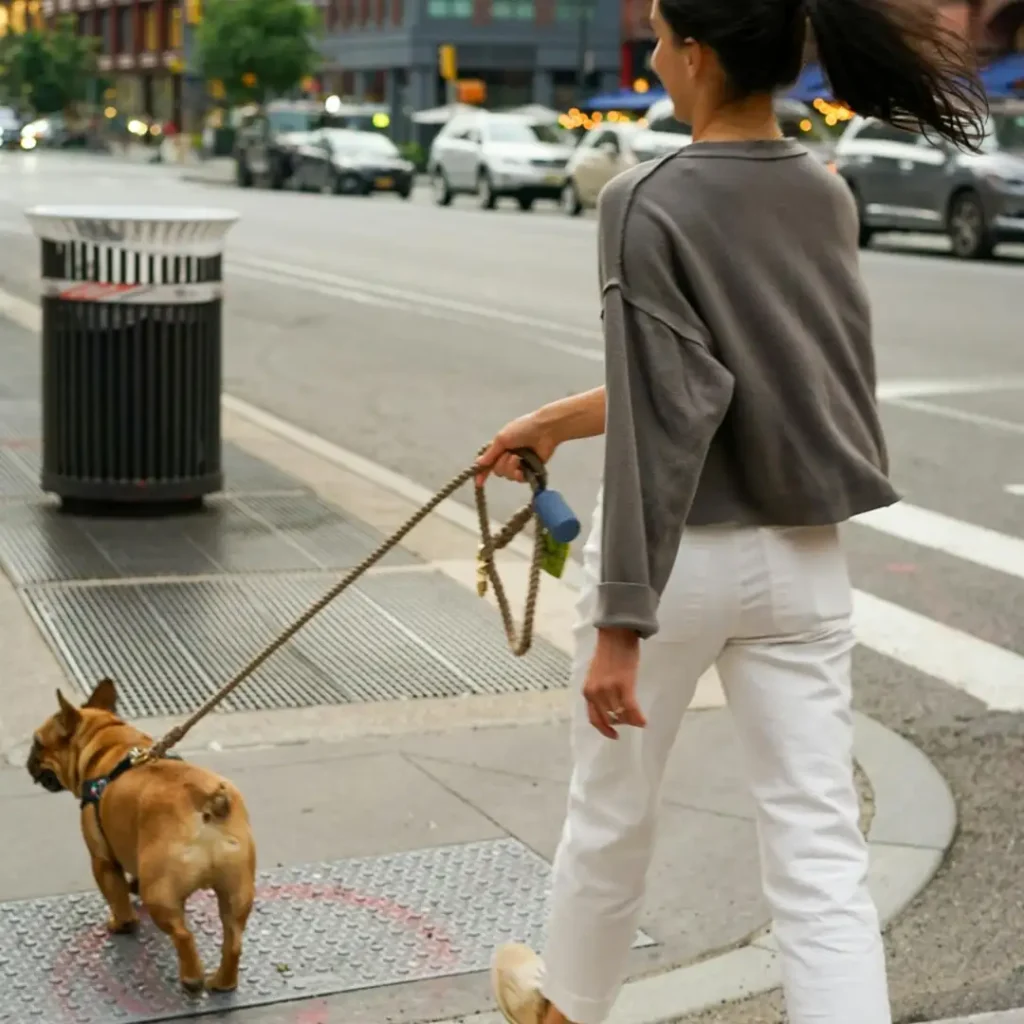 dog walking in cities