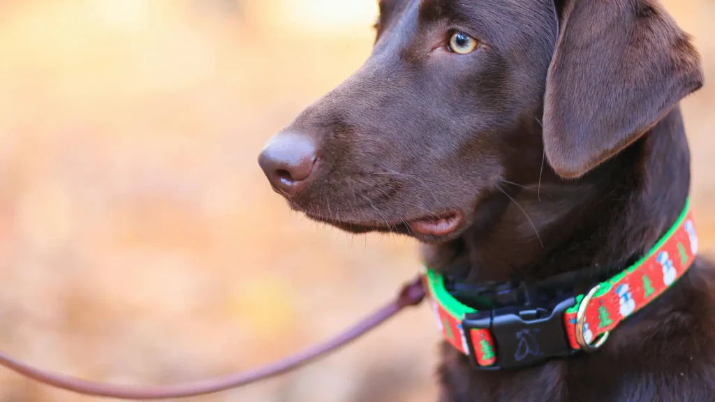 dog with collars