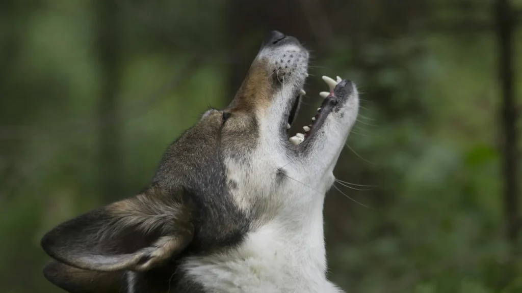 domestication of dogs