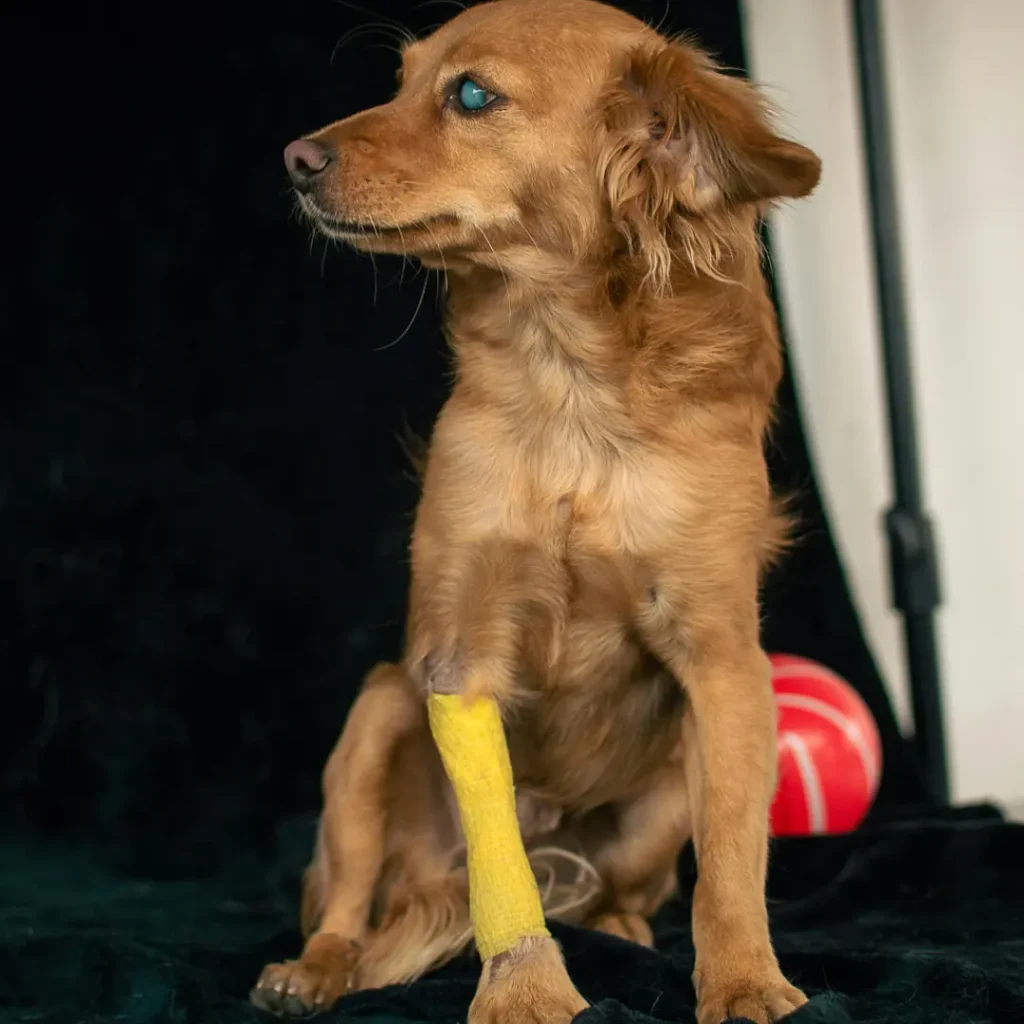 an injured dog