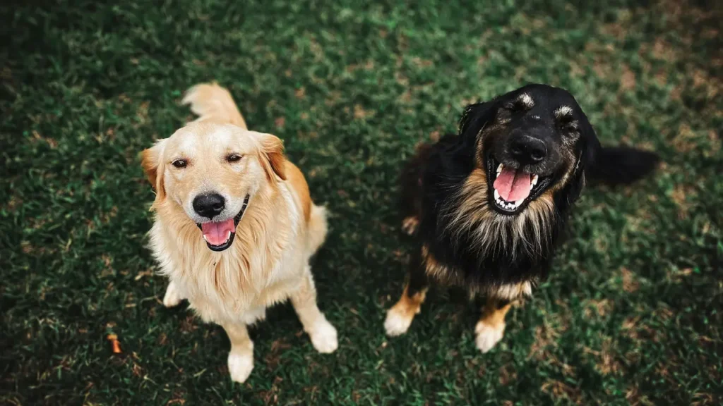 reactive dogs