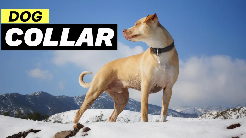 right dog collar