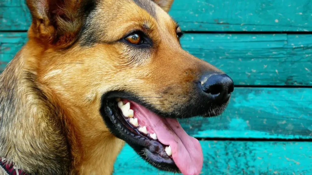 taking care dog teeth