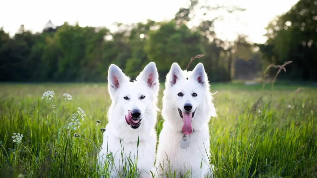 teach dog impulse control