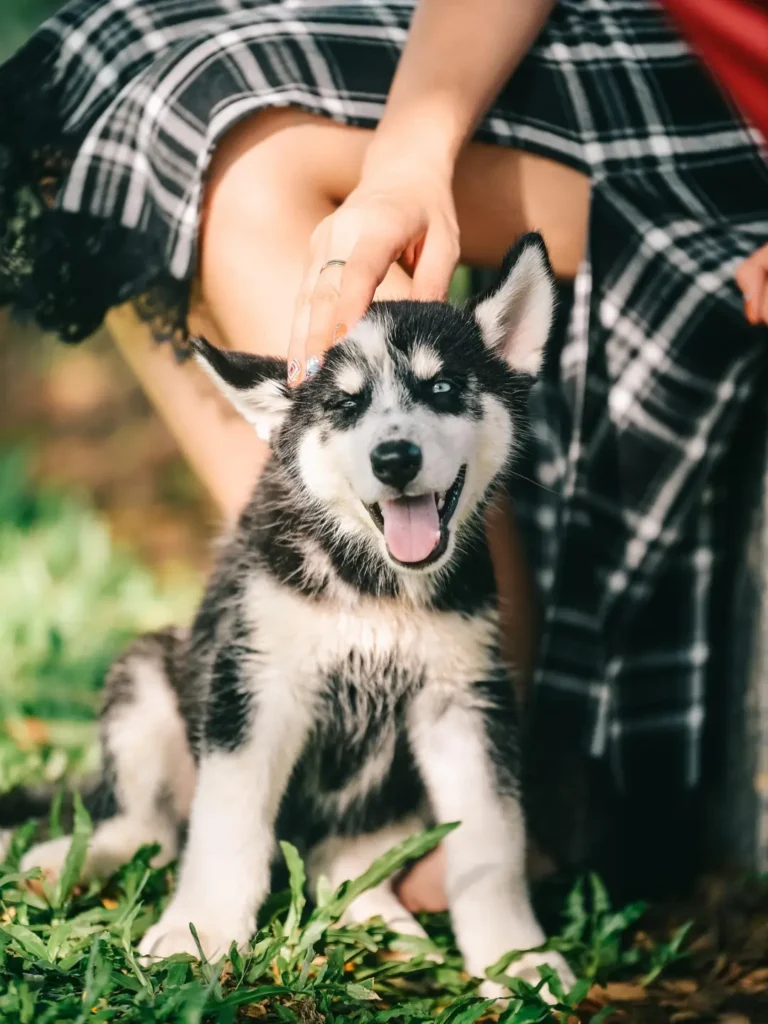 teaching dog basic commands