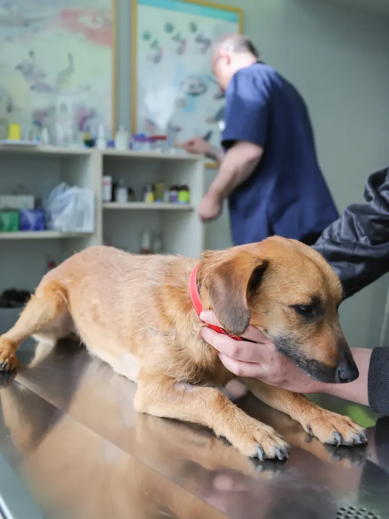 visiting vet