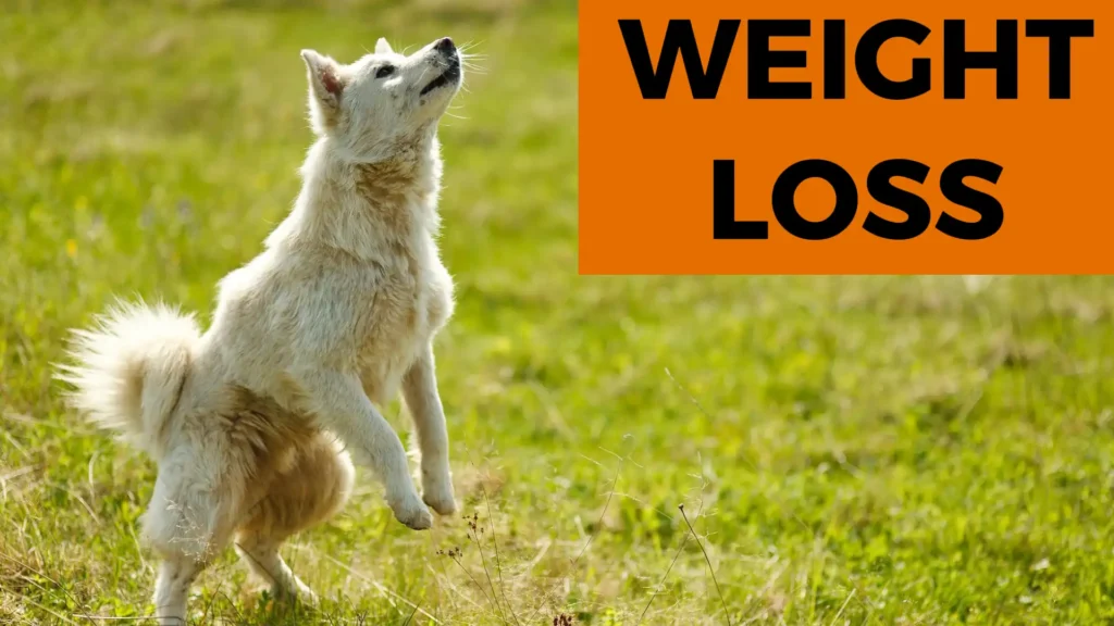 weight loss dogs