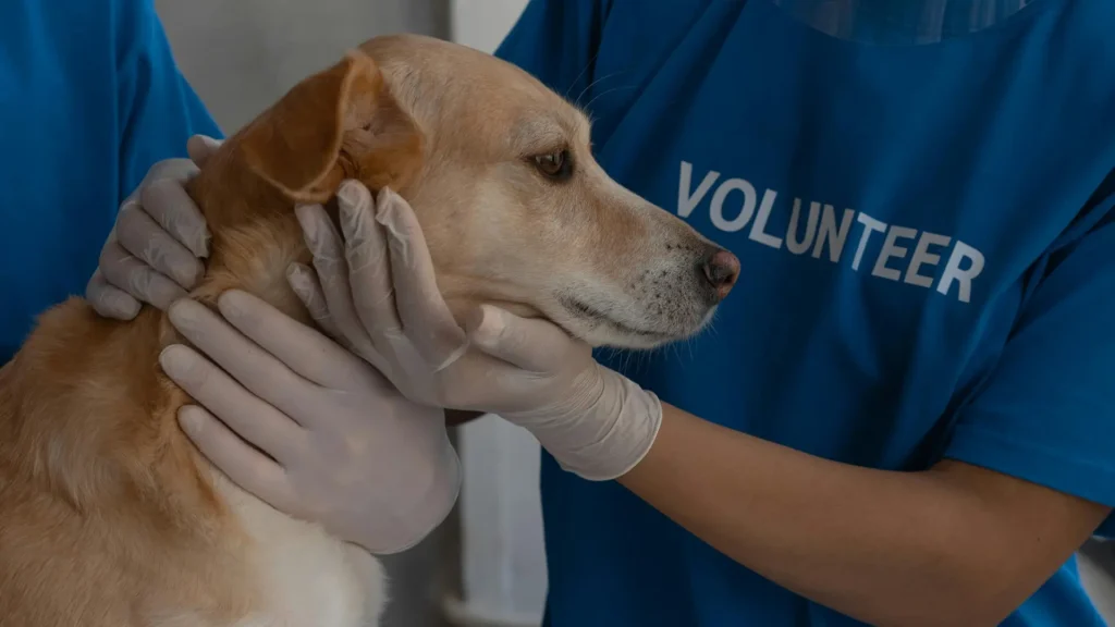 preventing heatstroke in dogs